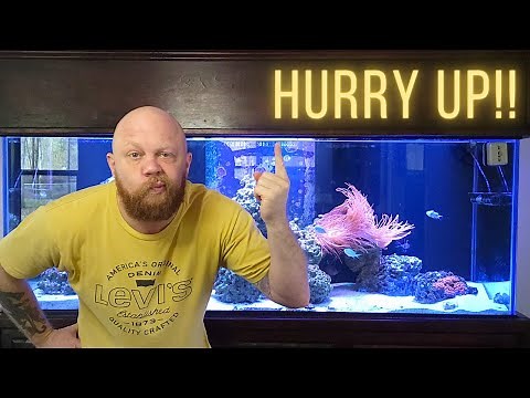 The Nitrogen Cycle explained for Aquariums in 2 minutes!