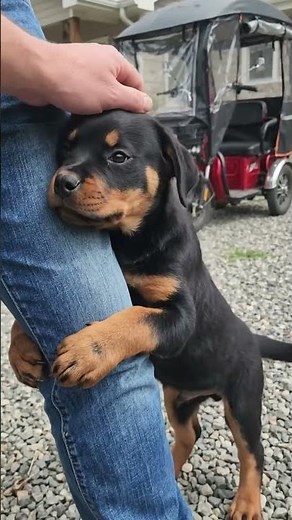 The Truth About Rottweiler Temperament