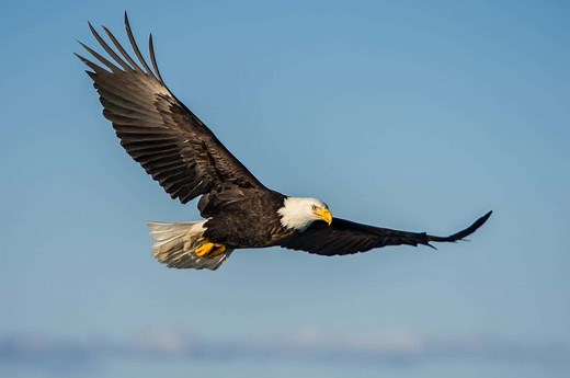 Every Animal You’ll See in North Cascades National Park