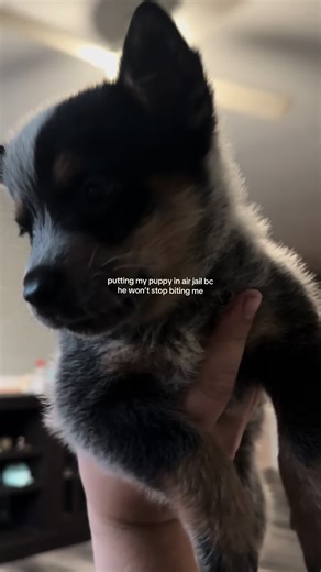 i might have a baby shark #landshark #australiancattledog #blueheeler #puppy #dogtok