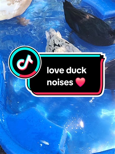 Therapeutic Duck Noises That You Will Love