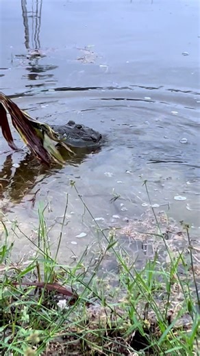 The vegan croc! She only eats plants! #belize #corozal
