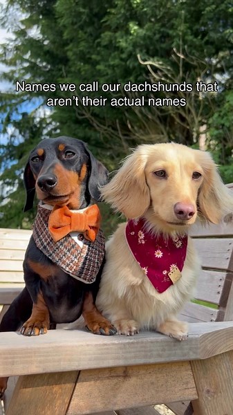 Funny Names for Miniature Dachshunds You’ll Love