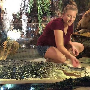 Ashley, who served us the gator at Clark's Fish Camp Seafood Restaurant, also has a pet gator named Lilly she has raised for 9 years. My heart jumped when she got in the tank with the nearly 8 foot gator and fed it by hand. Would you get this close to an alligator? 🐊 | Heather Crawford