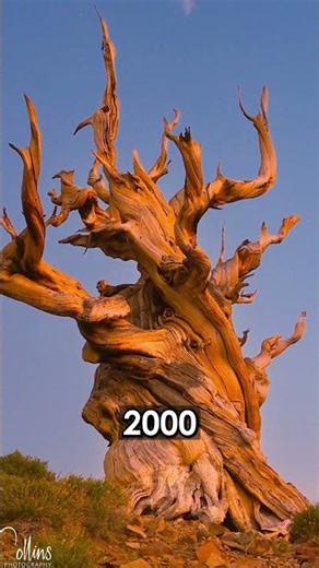 This Tree is Older than History?