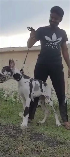 Harley quinn dog 🐶🐶