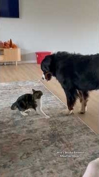 Cat vs. Bernese Mountain Dog 🐶❤️ #bernesepuppy #bernesemountaindog #bernese #puppy