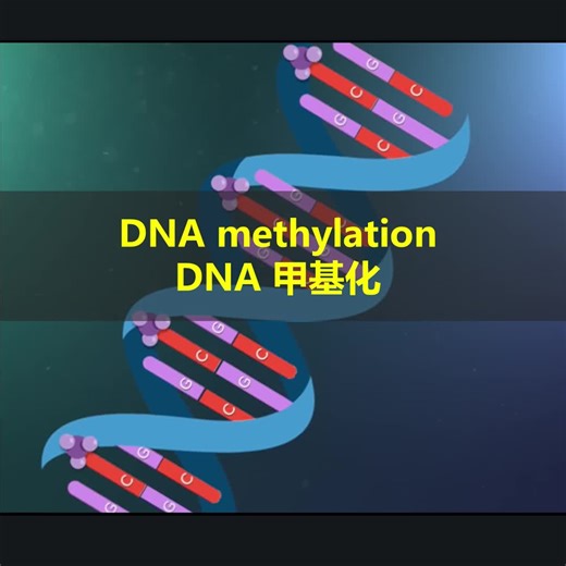 DNA methylation DNA甲基化