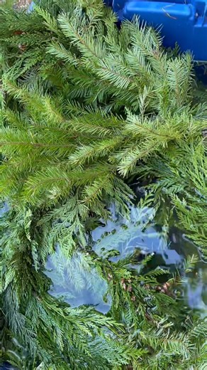 5.1K views · 130 reactions | Let’s get this fresh garland ready for a stunning front porch installation! ✨ Soaking it overnight for maximum freshness, fluffing it up, and prepping it to shine. Stay tuned for the magical transformation!  | Flowers by the Bunch | Facebook