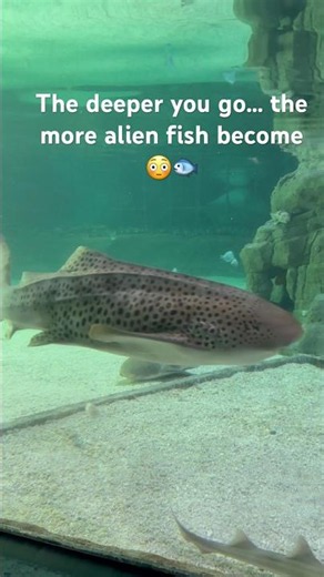 🐟 The Deeper You Go… Fish Look Like ALIENS 😳 | Ocean Mystery