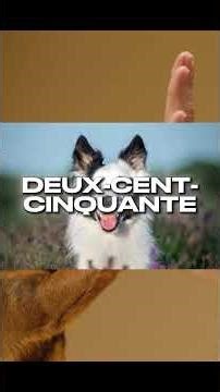 5 faits sur les chiens que tu savais PAS 🐕😱❤️