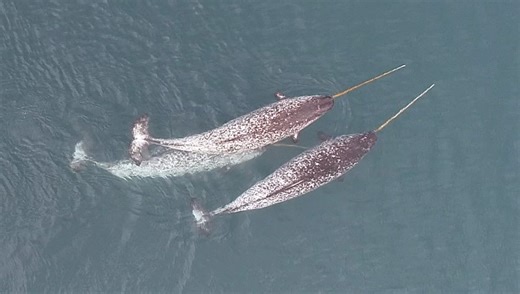 What Do Narwhals Use Their Tusks For? New Footage Shows Remarkable Behavior