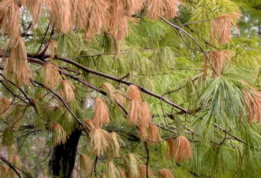 A long-favorite native evergreen tree is struggling