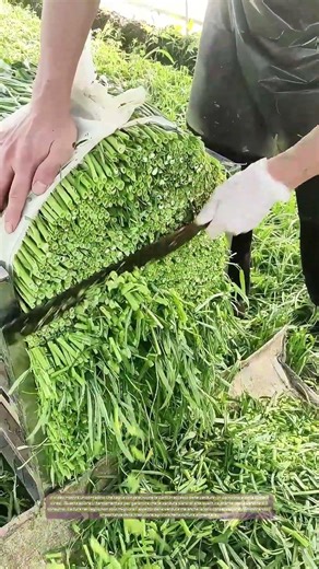 Taglio preciso delle verdure: Come la tradizione agricola mantiene la qualità