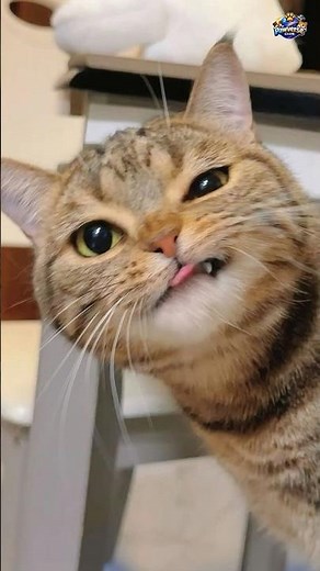 Savage Cats Attacking 😂🐱 | Funniest Cat Fights & Crazy Moments