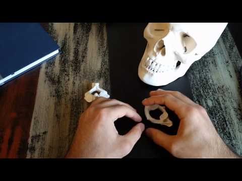 Cervical vertebrae - C1 and C2 - basic anatomy