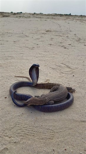 Monitor lizard vs nag