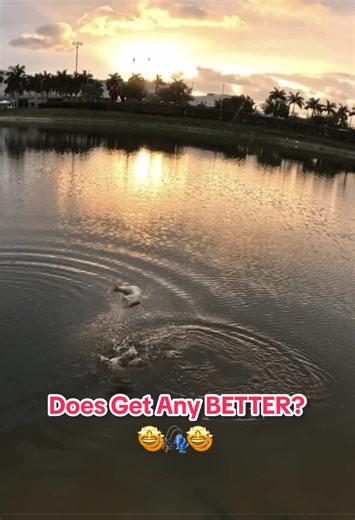 I have caught some unreal moments lately fishing for largemouth bass on light tackle from shore at sunrise 🌅 #largemouthbass #palmbeachcounty #rapala #bassfishing #southfloridafishing