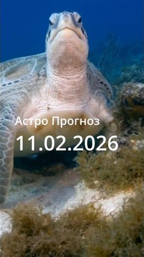 Астро Прогноз 11-02-26