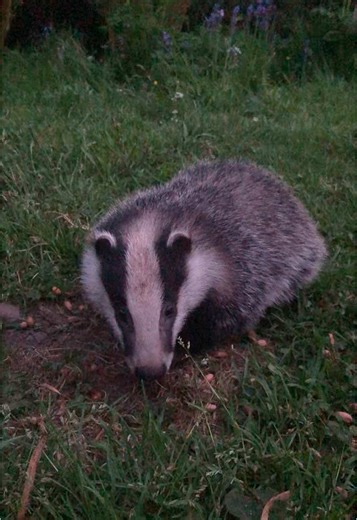 Baby Badger Encounters in Scottish Wildlife