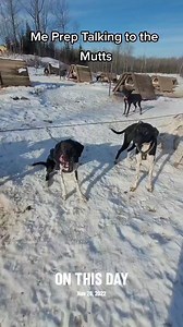 A little prep talk for the yearlings before our training run. I'm not sure they heard a word I said they just want to go running. #workingdog #workingdogs #mushing #musher #dogs #doggo | Endurance Kennels LLC