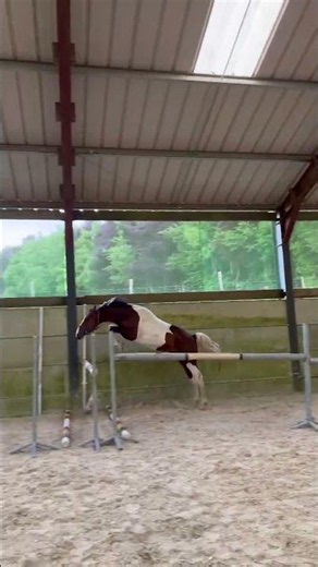 Cheval à vendre - Pouliches et poulain 2025 Zangersheide - equirodi.com