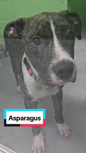 These puppies are waiting to find their forever home! Going live shortly to show you all the available animals 💚😊 #adoptdontshop #bestfriend #toronto #adoption #humanesociety #puppy #dog #trainer #cat #kitten #bunny #rabbit #guineapig #turtle #animal #adopt #bird #conure #bulldog #boxer #snake