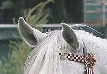 'Traditional' in-hand Arab showing welcomed back - Horse & Hound