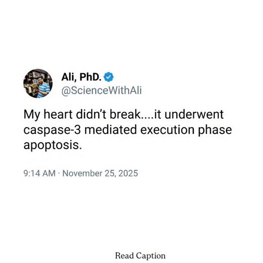 Ali -PhD || PU 🇮🇳 on Instagram: "Apoptosis is a programmed and highly regulated form of cell death, as a metaphor for emotional heartbreak. Apoptosis is essential for maintaining tissue health by removing damaged, unwanted or harmful cells without triggering inflammation. The “execution phase” referenced here is the final stage, where enzymes called executioner caspases, especially caspase-3, become activated. Once active, caspase-3 cleaves structural and regulatory proteins inside the cell, l