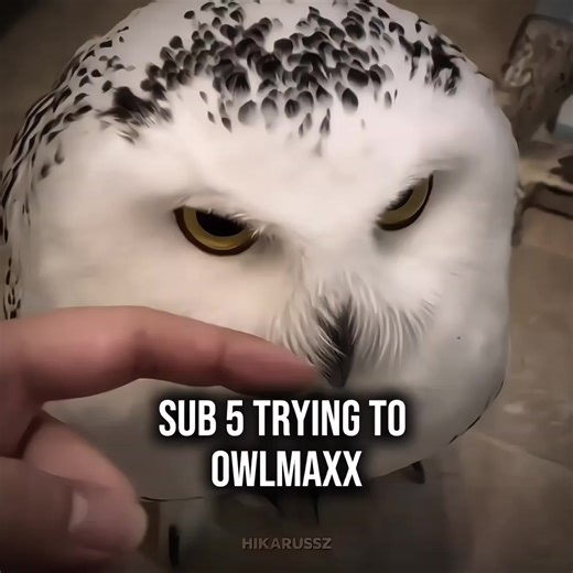 Yoru owl form > all owl #anime #chainsawman #yoru #asamitaka #fyp