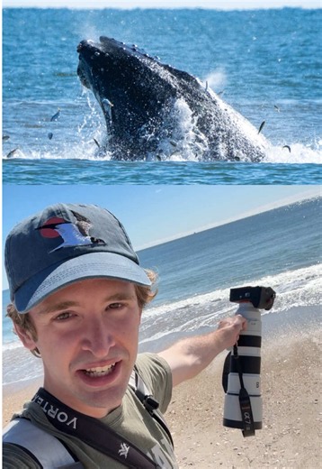 Lunge-feeding Humpback Whale seen today from Beach 62 on Rockaway! 🐋🗽 It’s common to see whales feeding near-shore during the fall run, even here in New York City. Across Long Island and the Jersey Shore, many whales are now using this time to get their last-minute fill before the end of their feeding season. It’s the perfect time of year to see whales in your own backyard. 🐋 If you see a whale on or off the water this fall, send your sighting to Gotham Whale to contribute to a growing unders