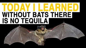 Can the Bat Man of Mexico also be Tequila's Super Hero?