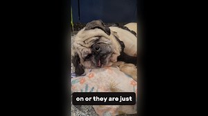 Meet our "Free Birds" - our most special pups needing extra attention. If you are interested in fostering, here is the link to the application: https://www.pugnationla.org/foster/ Interested in adoption? https://www.pugnationla.org/adoption-form/ General questions? Please email info@pugnationla.org #pug #puglove #puglife #pugliagram #pugstagram #pugsnotdrugs #pugsofinstagram | Pug Nation Rescue of Los Angeles