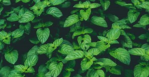 Du basilic frais même en hiver ! Voici comment conserver son basilic en pot