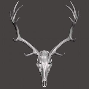 Deer Elk trophy lifesize cut skull