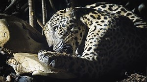 How a Jaguar's Hunt Feeds a Forest | Nature