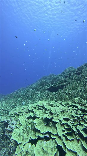 🐠 #ocean #bottomoftheocean #peace #fy #tiktokviral