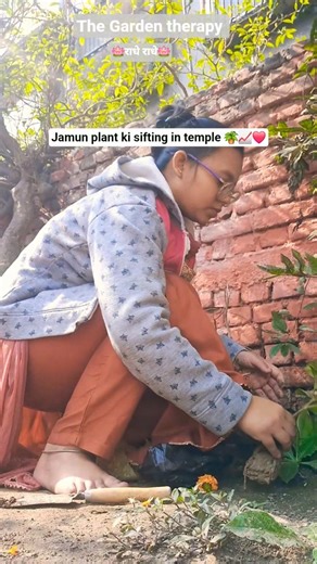 Jamun plant ki sifting in temple 🪴📈❤️ @TheGardentherapy333 #jamun #gardening #easygrowing