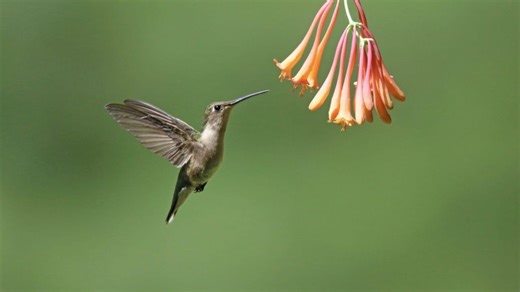 Get ready to put your hummingbird feeders out. See where they are with interactive map