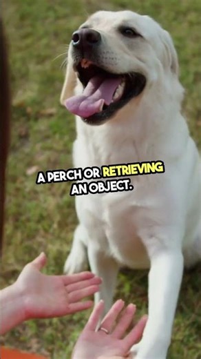 Birds Talk — Can They Learn Sign Language? #Birds