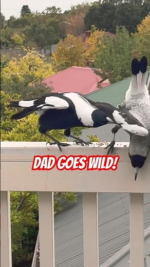 Australian Magpie Attacks! What's happening??? Shocked!
