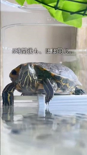 日向ぼっこを極めた亀、こうなる。 #ミシシッピアカミミガメ #亀 #日向ぼっこ #癒し動画 #爬虫類 #カメ