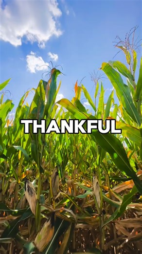 Happy Thanksgiving! 🦃 From every seed that is planted to every piece of wood that is carved, we are blessed with the food we eat and the beds in which we lay our heads, all cultivated by masters of their craft right here in beautiful Wayne County, Ohio. We are thankful for every person who makes our slice of heaven so wonderful and for every traveler who takes the scenic route to come visit! Have a blessed day today and everyday! 🍁 🍽️ 🌾 | Visit Wayne County, Ohio