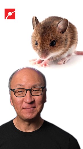 Can losing rewire your brain? 🧠 In a study exploring social dominance in mice, researchers found that repeated defeat led to long-term submissive behavior, even in physically stronger animals. Brain scans revealed changes in neural circuits tied to behavior and habit formation. When those neurons were silenced, the mice stopped acting submissively, regardless of continued losses. The research suggests that social roles like “dominant” or “submissive” may be less about strength and more about ex