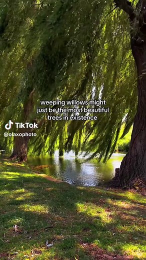 Weeping Willow: The Beauty of Nature's Trees