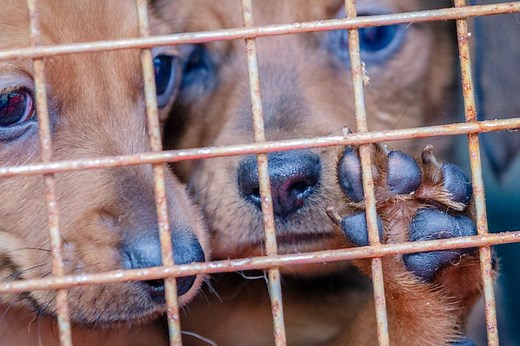 The psychological impact of witnessing animal cruelty online can't be underestimated