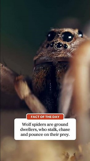 These Spiders CHASE Their Prey!