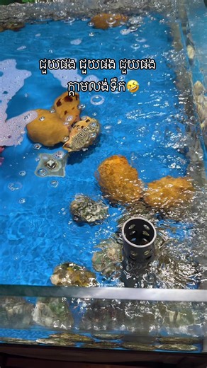 ☘️Lava☘️ (@eice2009)’s videos with Cute Animals - Yevhen Lokhmatov