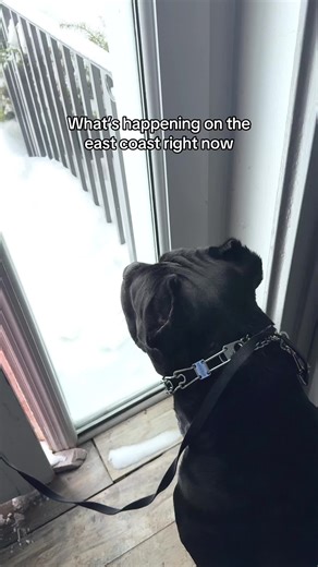 You still have a zoom meeting at 2pm #canecorsolife #bentleyhasissues #onthisday #funnydogvideos #snowmeggedon