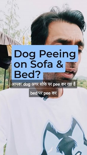 🐶🌿 Helping Your Dog Stop Peeing on the Sofa & Bed! 🛋🛏 In this 1-minute video, learn how to prevent your furry friend from turning your sofa and bed into a potty! 🚫🐕 We've got two simple tips for you: 📅 Set a Schedule: Dogs thrive on routine! Establish a consistent outdoor bathroom schedule for your pooch. This helps them anticipate when it's "business time" and reduces accidents indoors. ⏰🐾 🌿 Nature Connection: Dogs love to connect with nature, just like we do! Taking them for walks and